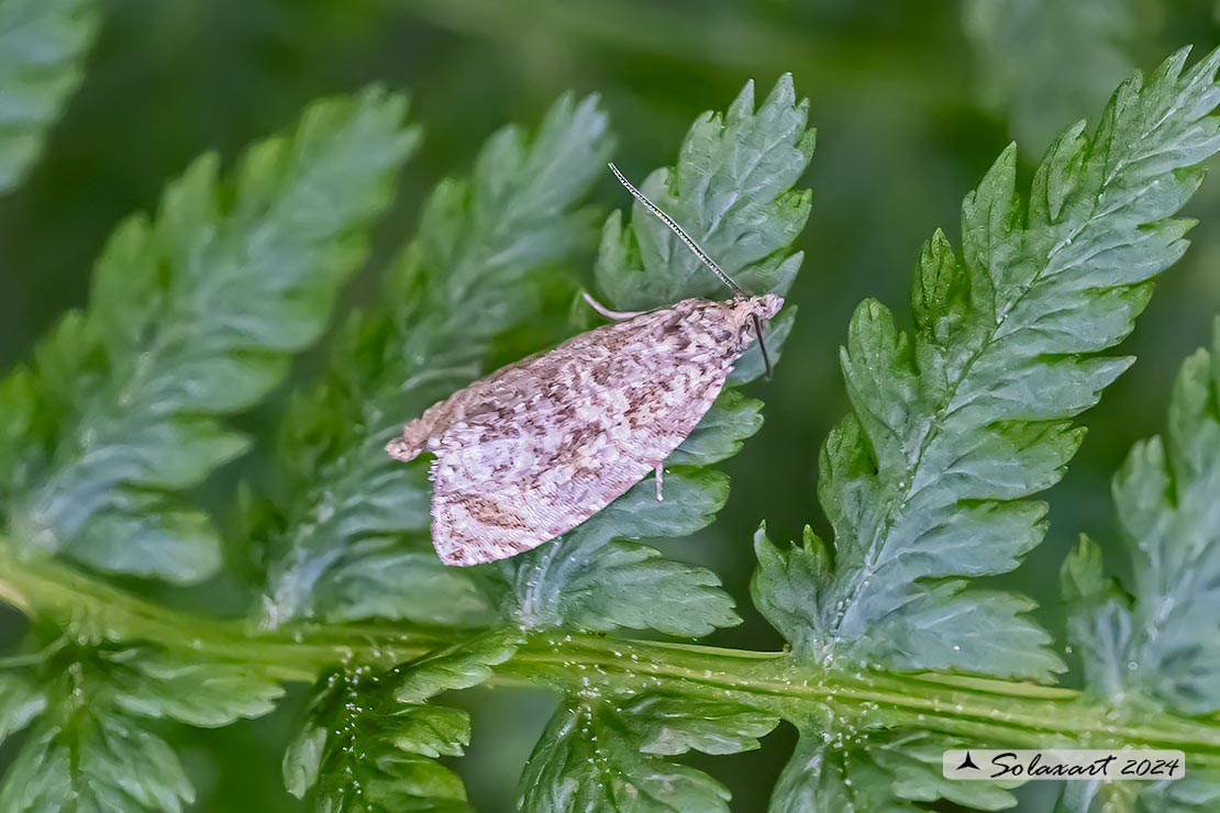 Celypha lacunana