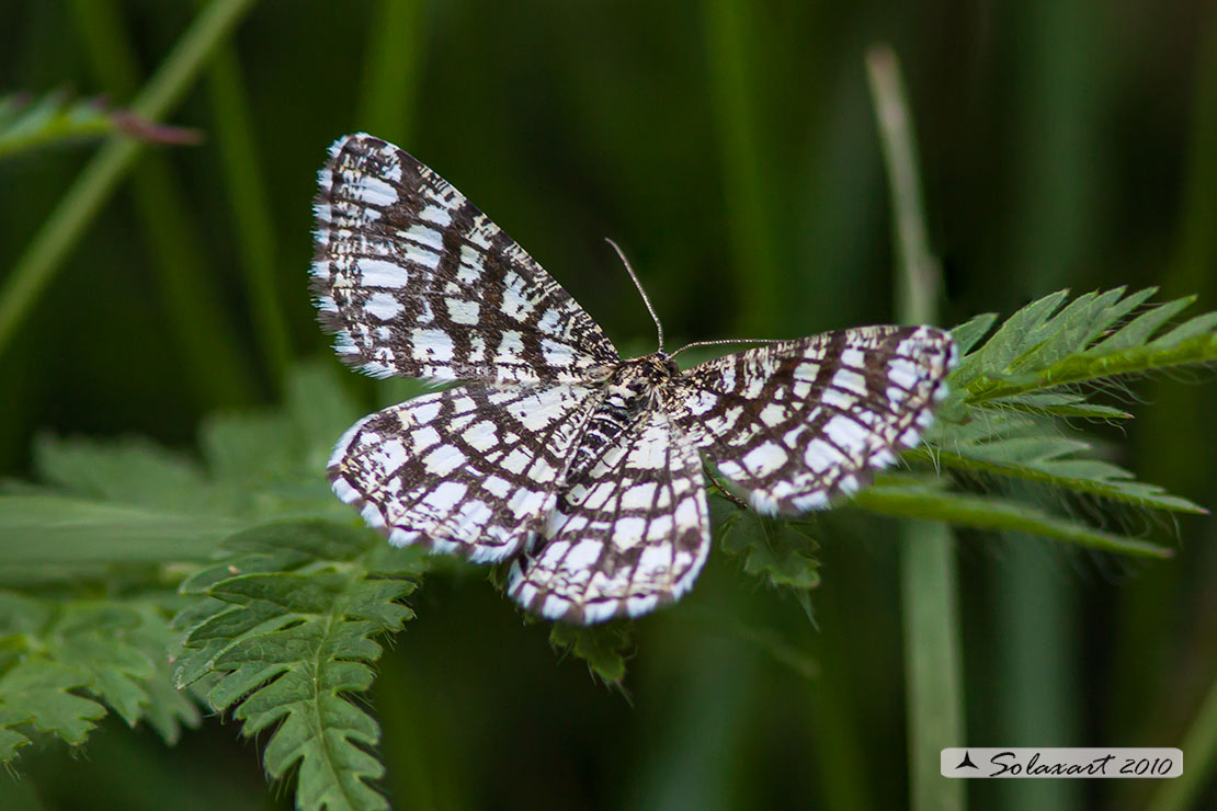 Chiasmia clathrata - Latticed Heath