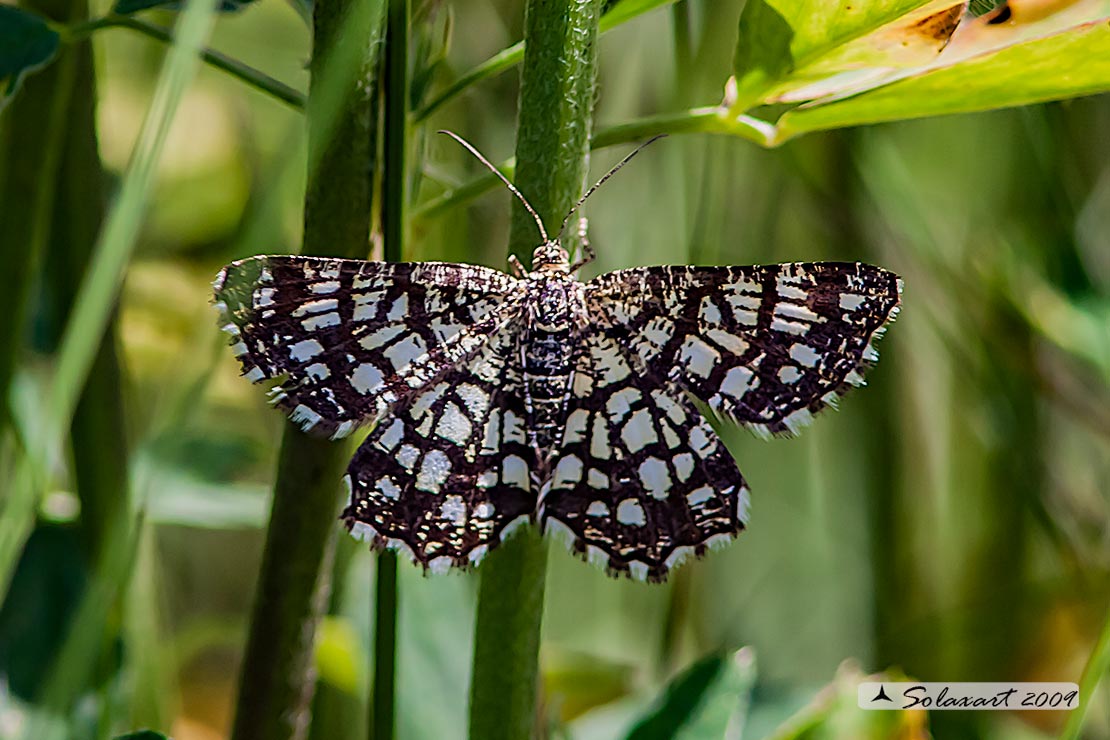 Chiasmia clathrata - Latticed Heath