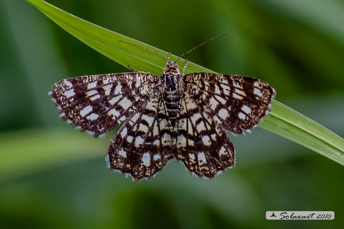 Chiasmia clathrata - Latticed Heath