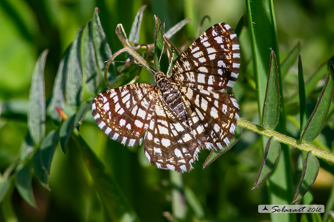 Chiasmia clathrata - Latticed Heath