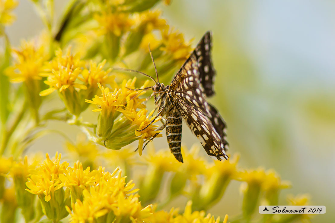 Chiasmia clathrata - Latticed Heath