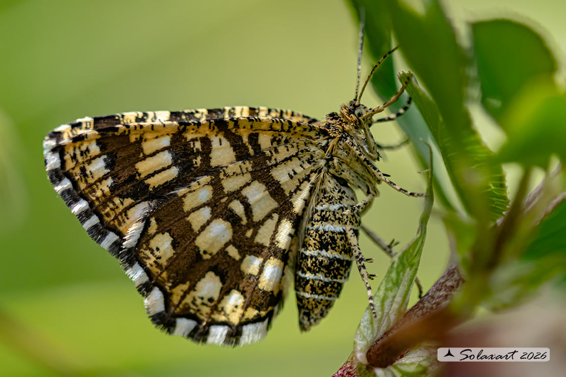 Chiasmia clathrata - Latticed Heath