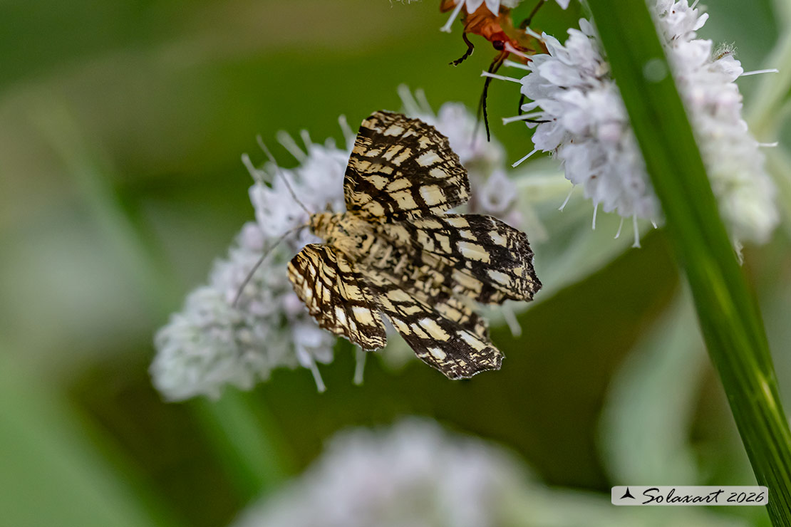 Chiasmia clathrata - Latticed Heath