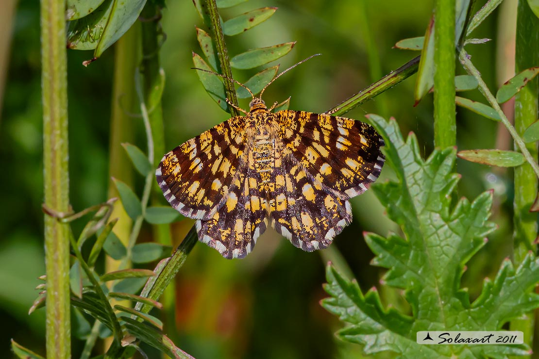 Chiasmia clathrata - Latticed Heath