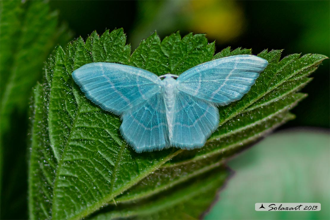 Chlorissa viridata - small grass emerald