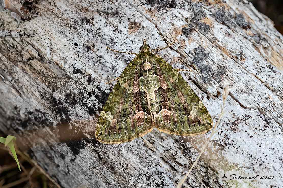 Chloroclysta siterata - Red-green carpet
