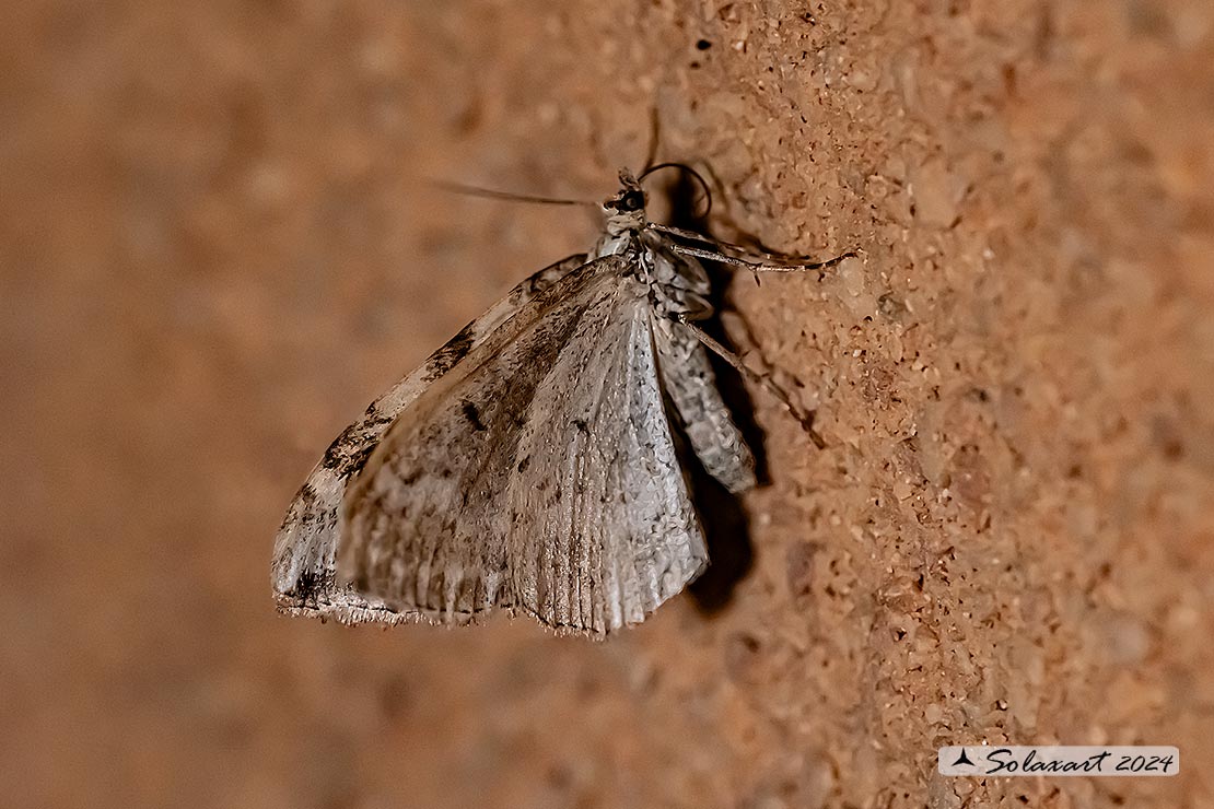 Chloroclysta siterata - Red-green carpet