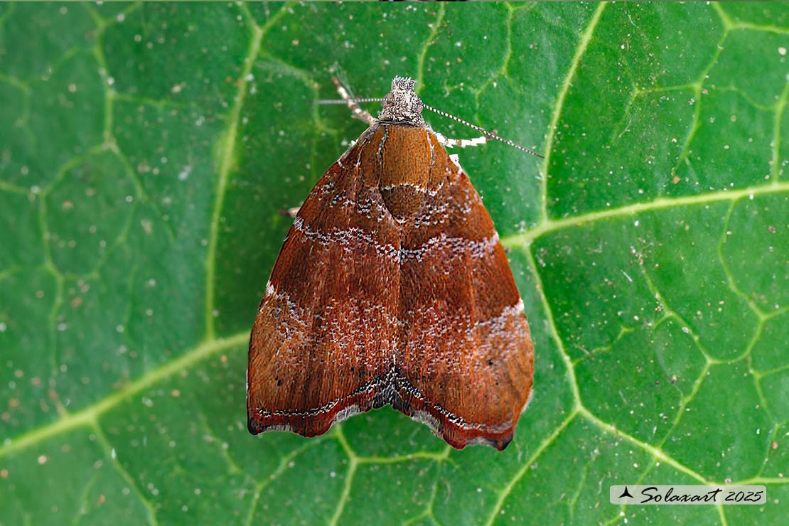 Choreutis nemorana: Tignola del fico; Fig-tree skeletonizer moth