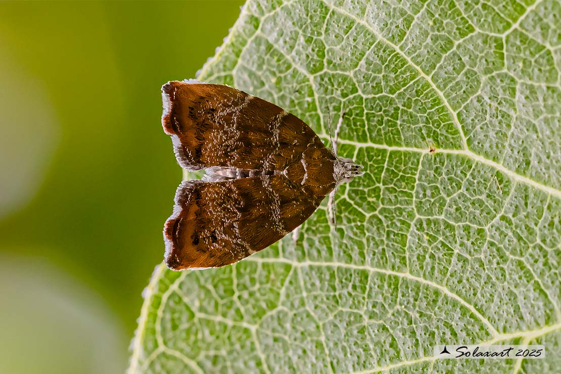Choreutis nemorana: Tignola del fico; Fig-tree skeletonizer moth