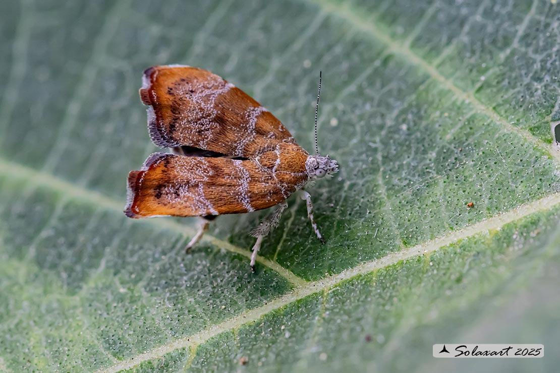 Choreutis nemorana: Tignola del fico; Fig-tree skeletonizer moth