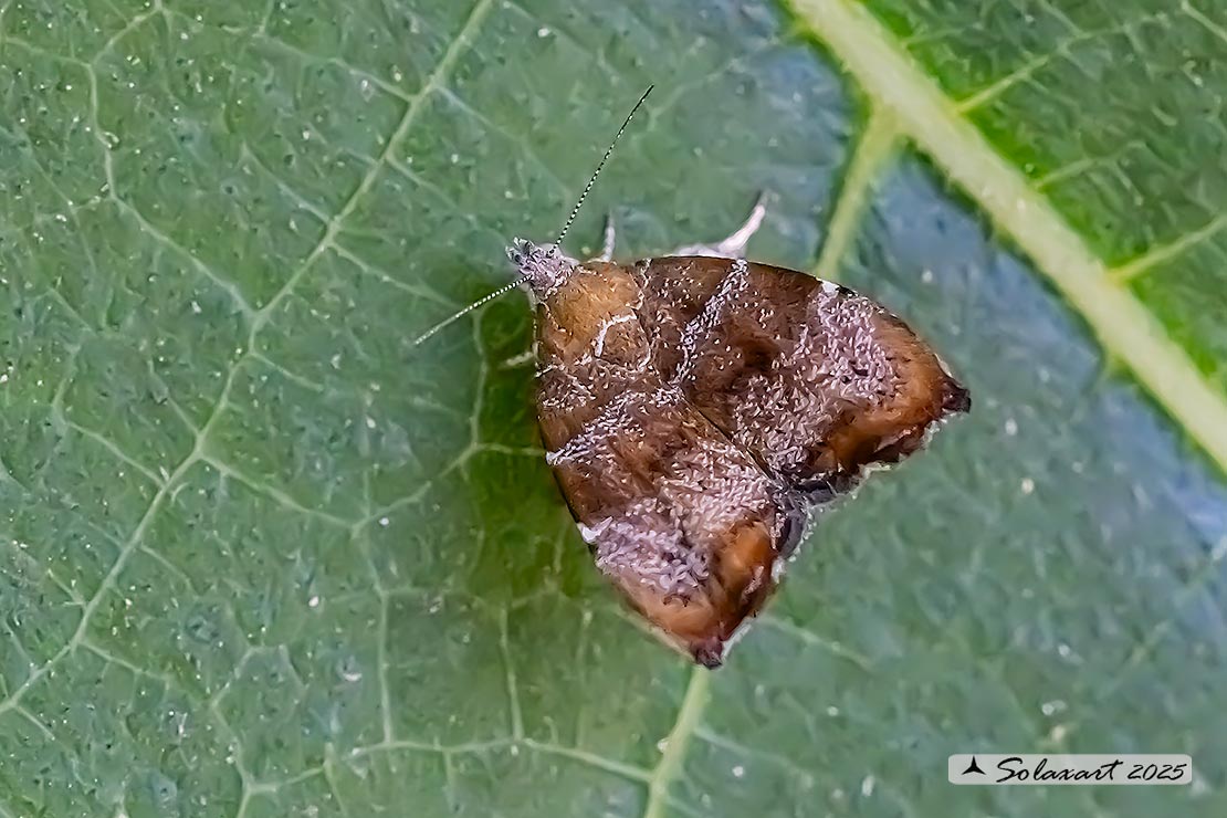 Choreutis nemorana: Tignola del fico; Fig-tree skeletonizer moth