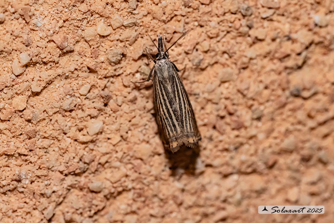 Chrysoteuchia culmella
