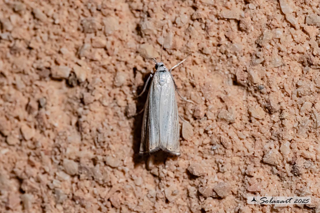 Chrysoteuchia culmella