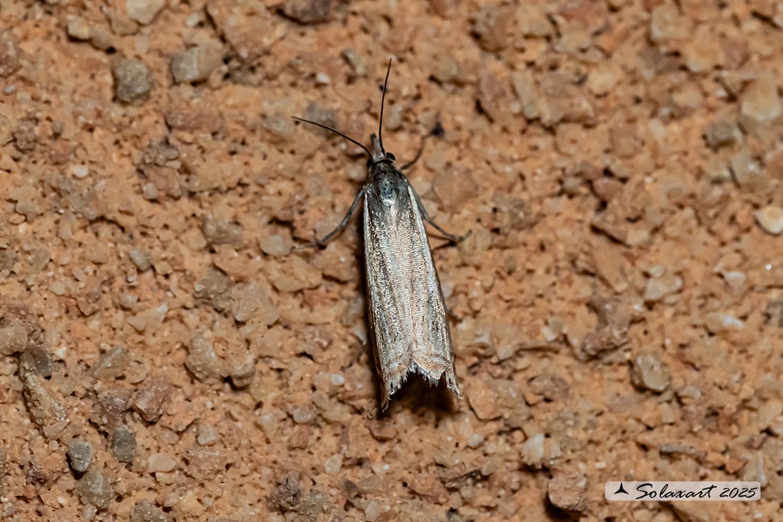 Chrysoteuchia culmella