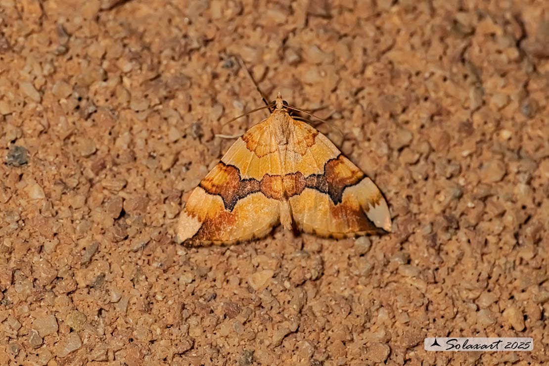 Cidaria fulvata - Barred yellow