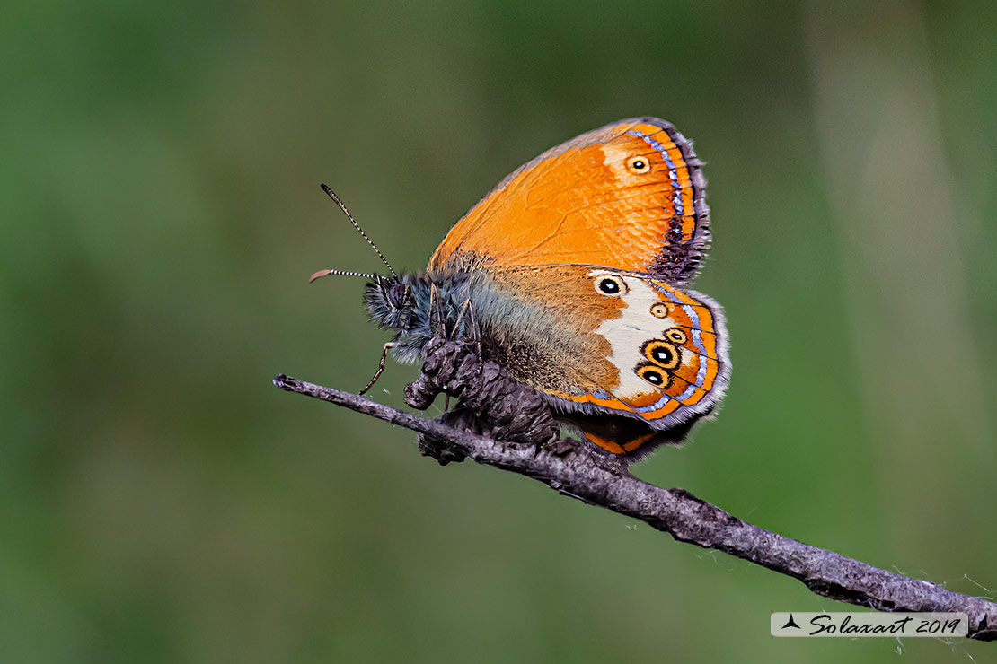 Coenonympha arcania: Pearly Heath