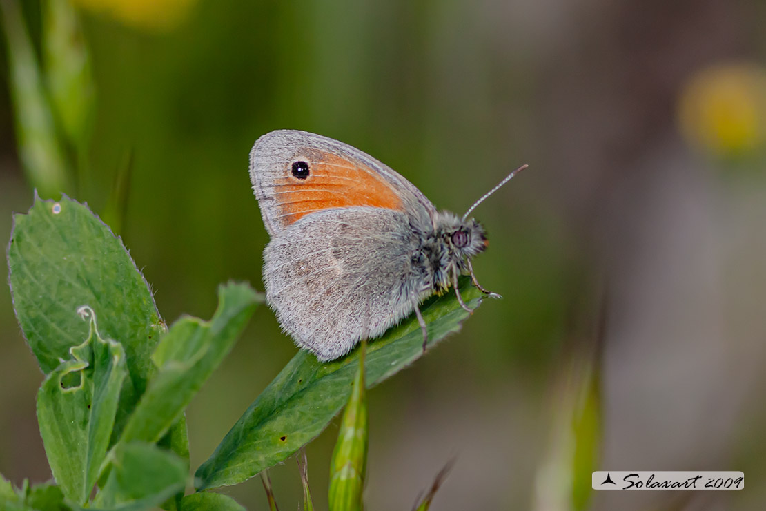 Coenonympha pamphilus