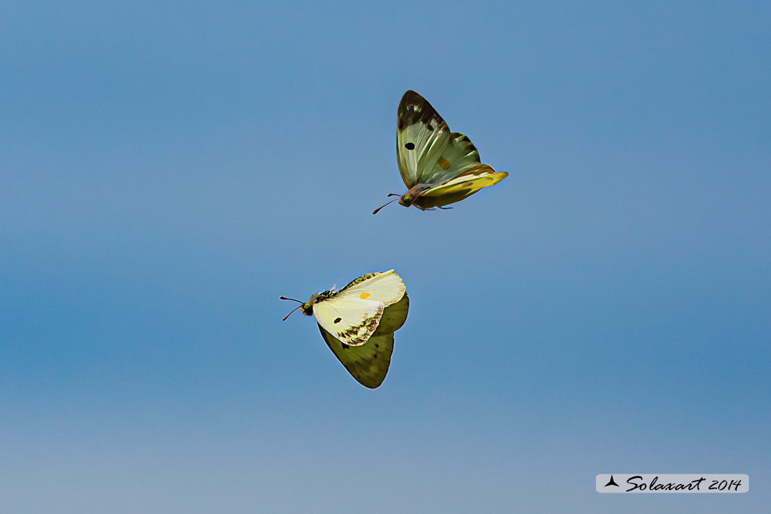 Colias alfacariensis - Crocea di montagna - Berger's Clouded Yellow