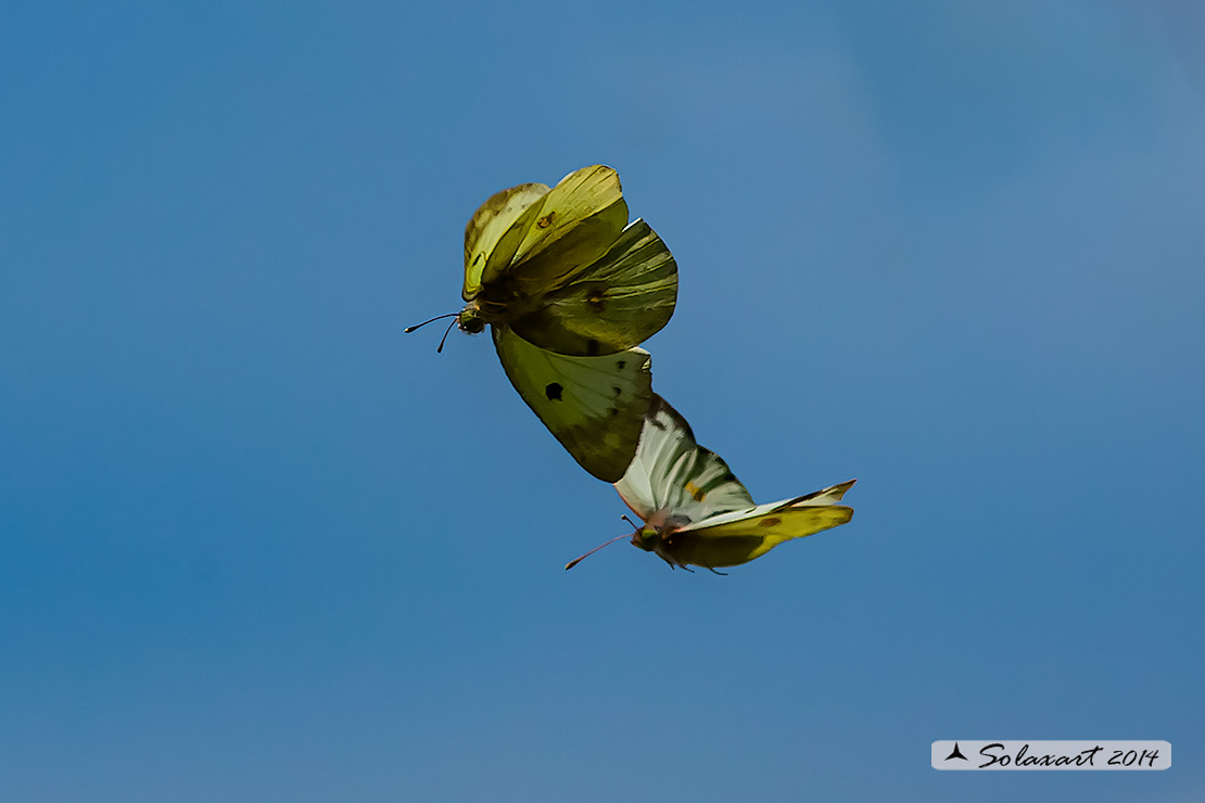 Colias alfacariensis - Crocea di montagna - Berger's Clouded Yellow