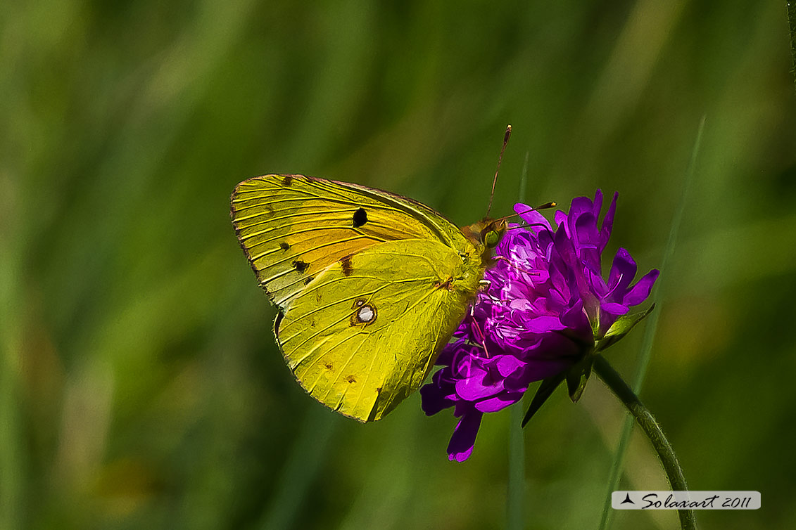 CColias croceus - Dark Clouded Yellow