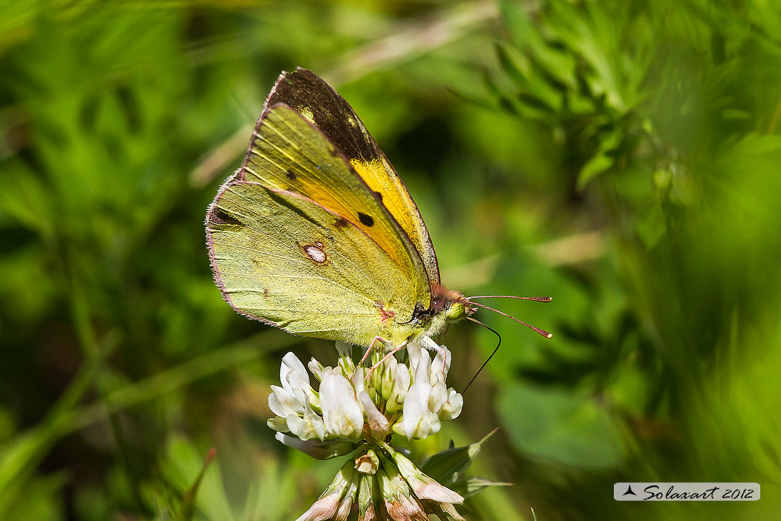 Colias croceus - Dark Clouded Yellow