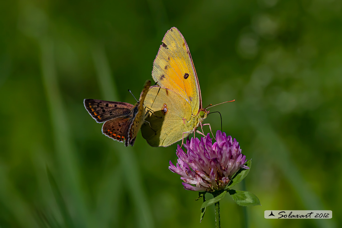 Colias croceus - Dark Clouded Yellow