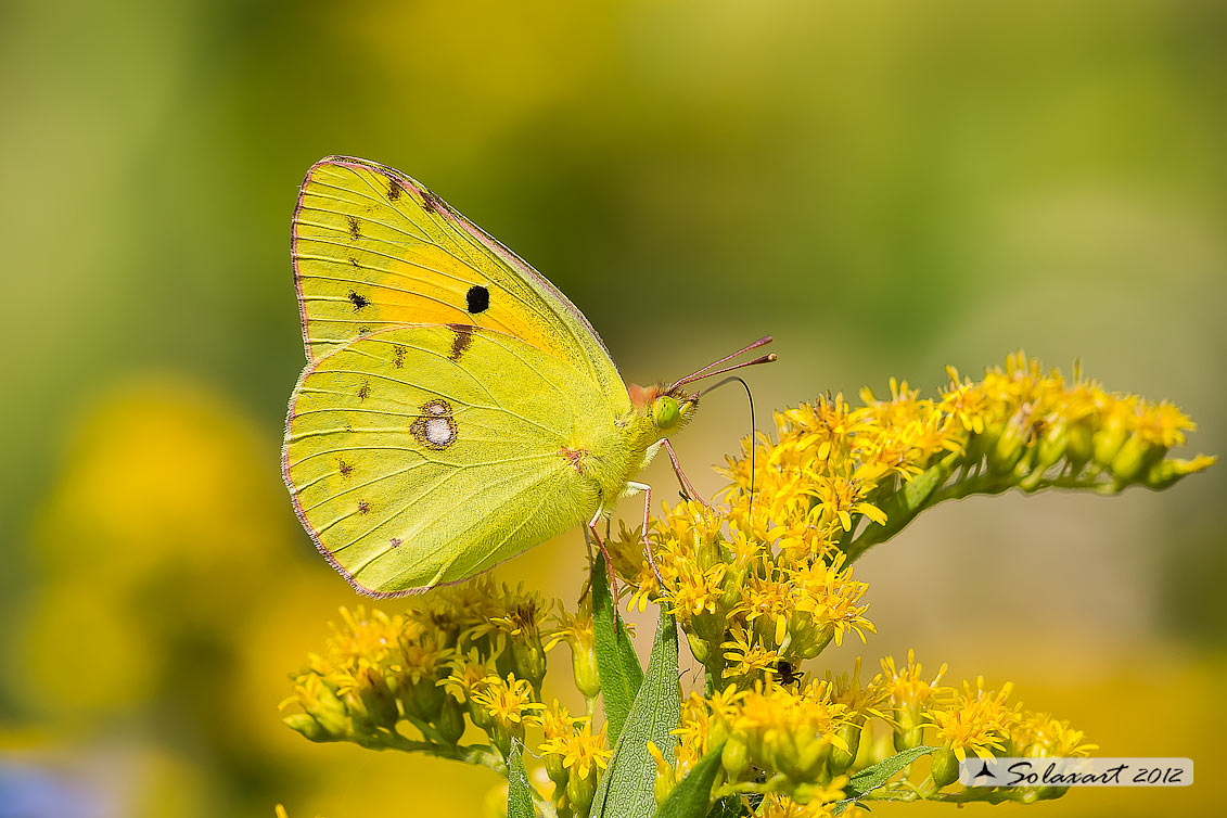Colias croceus - Dark Clouded Yellow