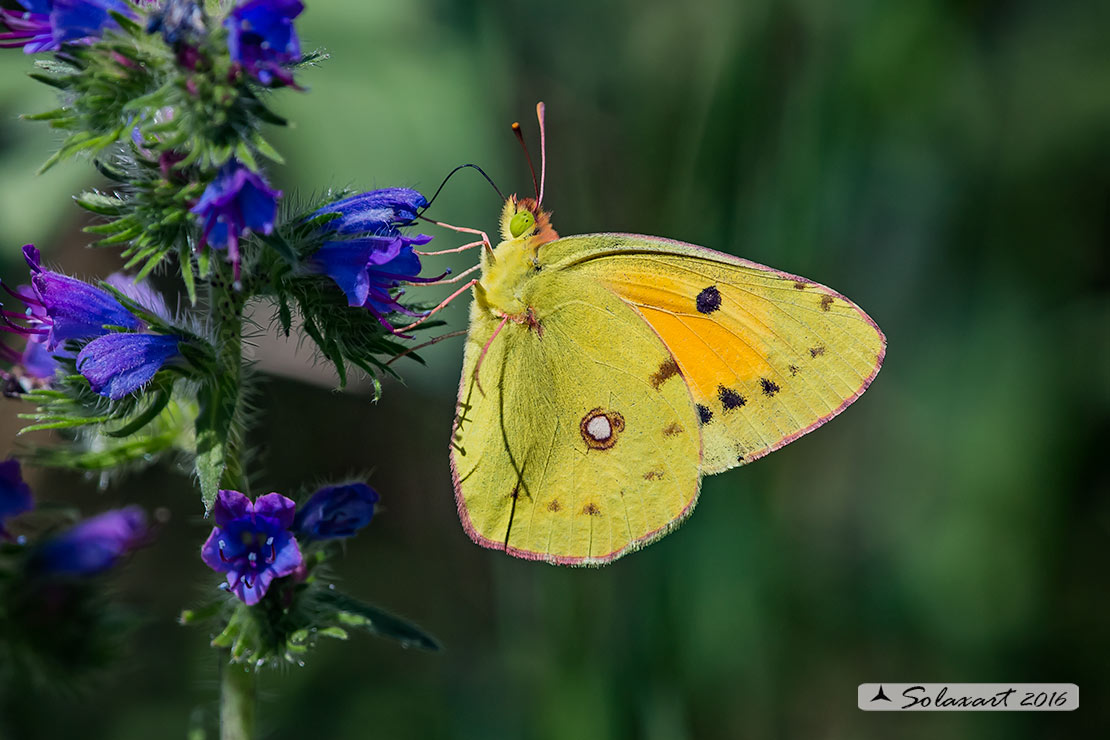 Colias croceus - Dark Clouded Yellow