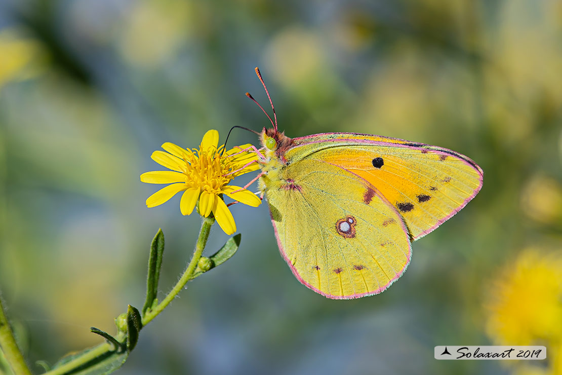 Colias croceus - Dark Clouded Yellow