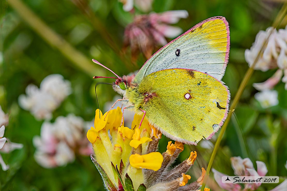 Colias phicomone - Mountain Clouded Yellow