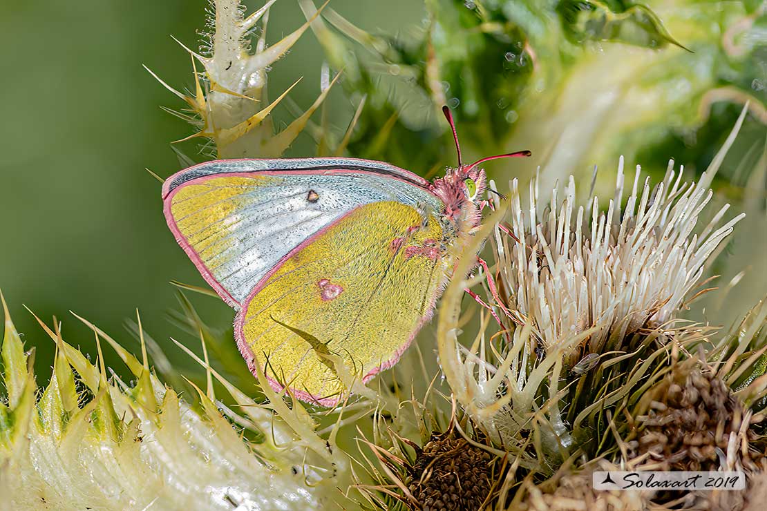 Colias phicomone - Mountain Clouded Yellow