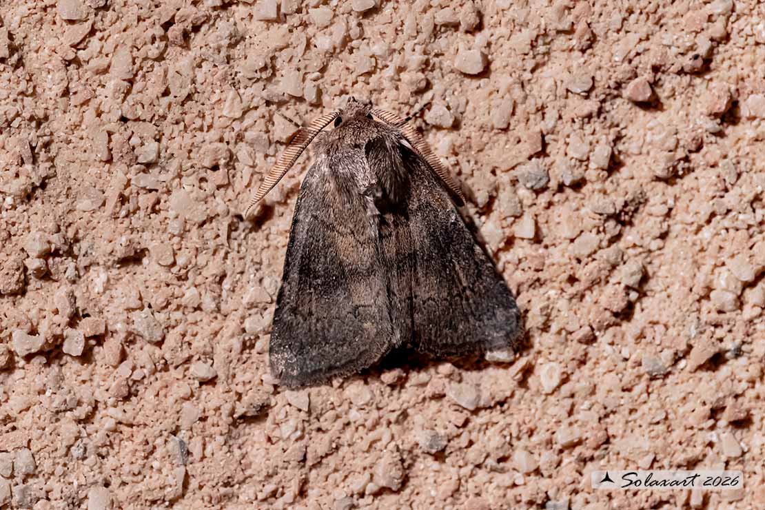 Colocasia coryli; Nut-tree tussock