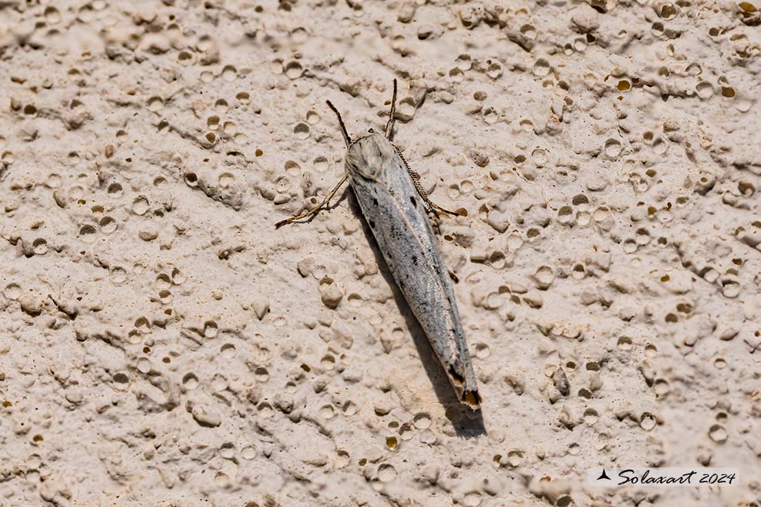 Coscinia cribraria :  Speckled footman 