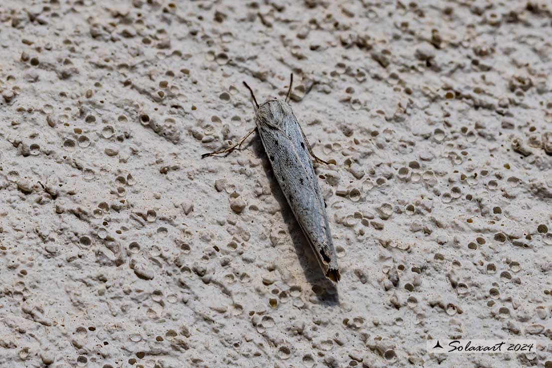 Coscinia cribraria :  Speckled footman 