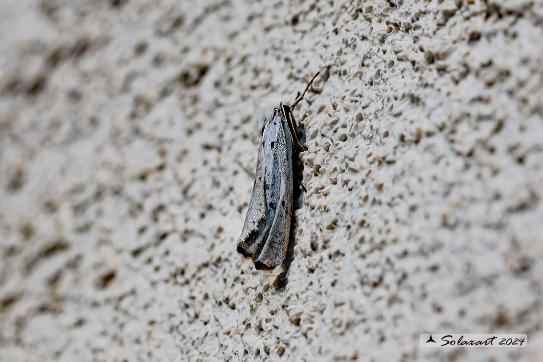 Coscinia cribraria :  Speckled footman 