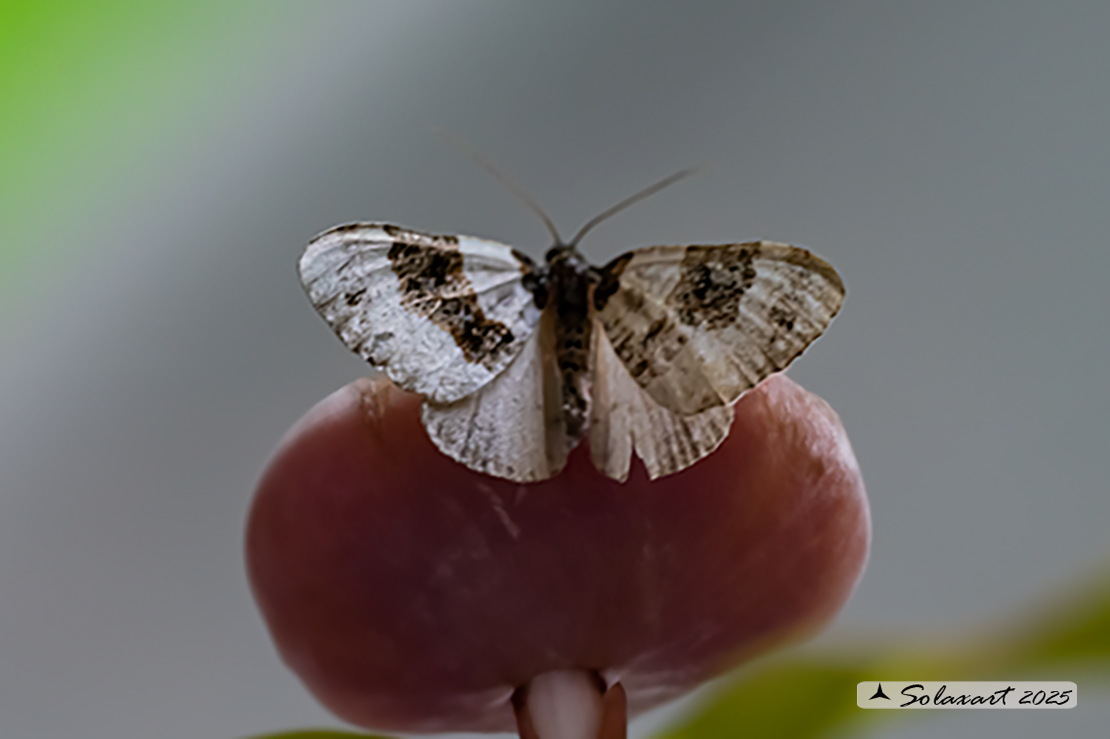 Cosmorhoe ocellata - Purple bar