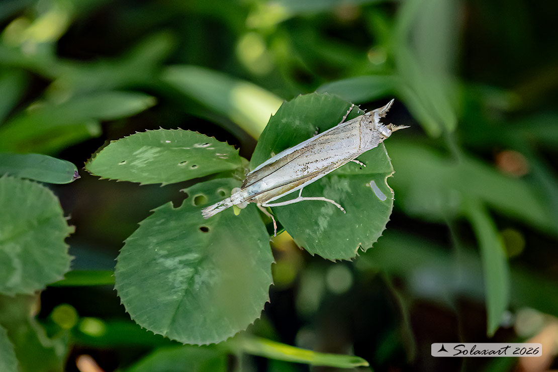 Crambus albellus