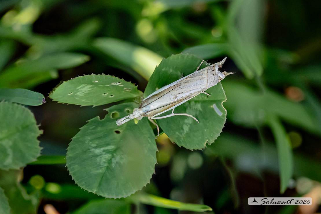 Crambus lathoniellus