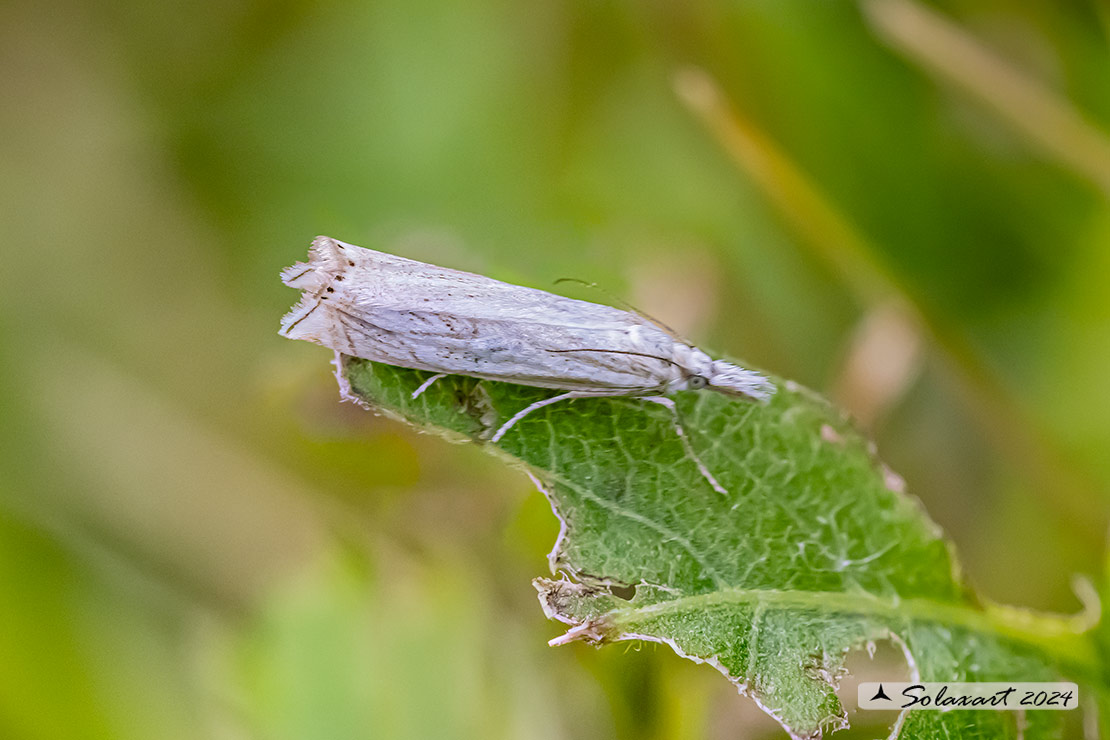 Crambus lathoniellus