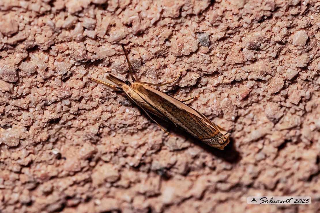 Crambus pascuella