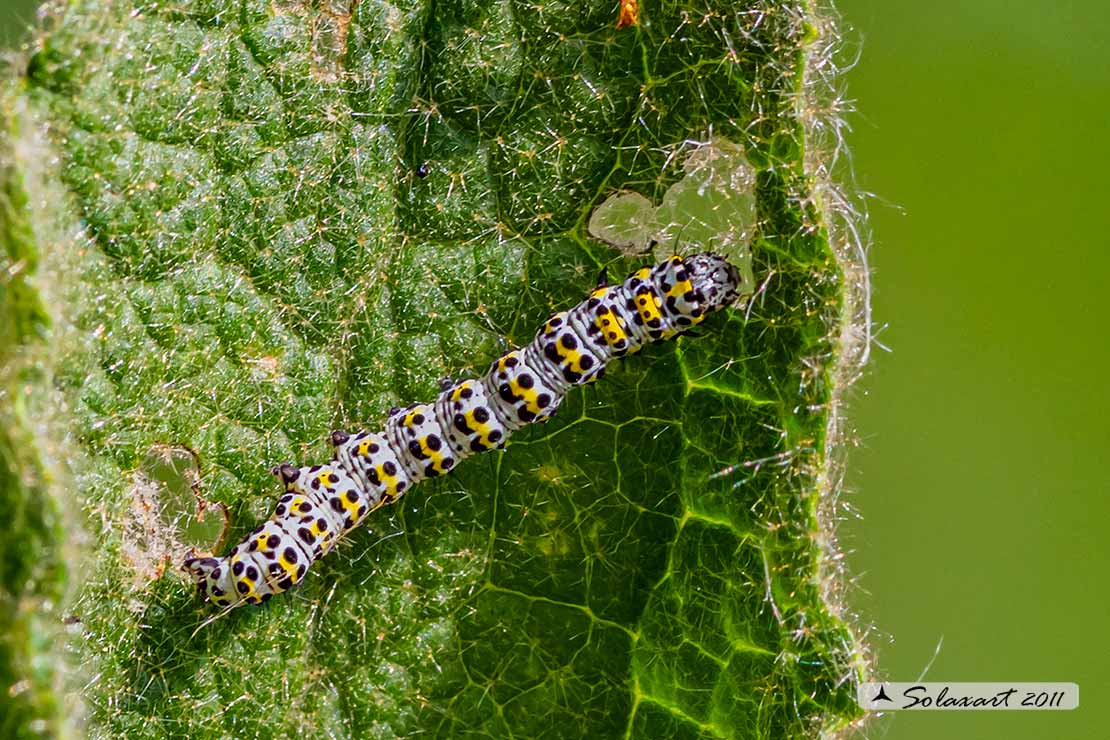 Cucullia verbasci -  famiglia: NOCTUIDAE