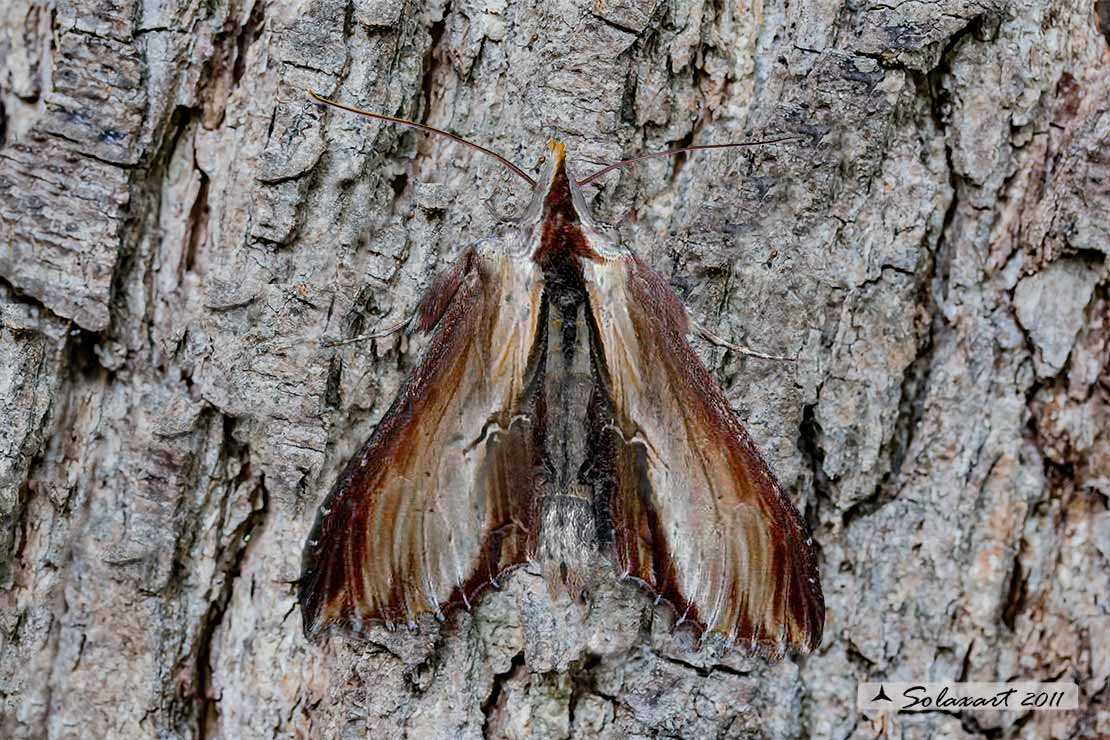 Cucullia verbasci -  famiglia: NOCTUIDAE
