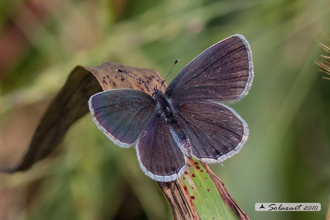 Cupido argiades (femmina);  Provençal short-tailed blue (female)