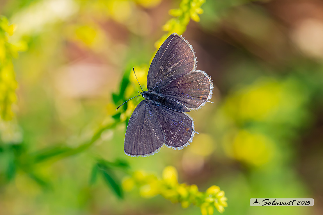 Cupido argiades (femmina);  Provençal short-tailed blue (female)