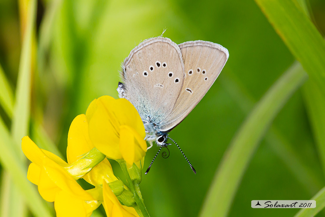 Cupido minimus