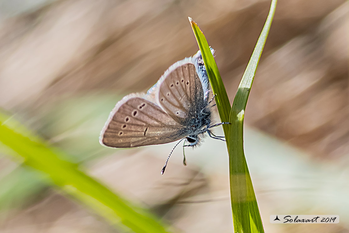 Cupido minimus (maschio)