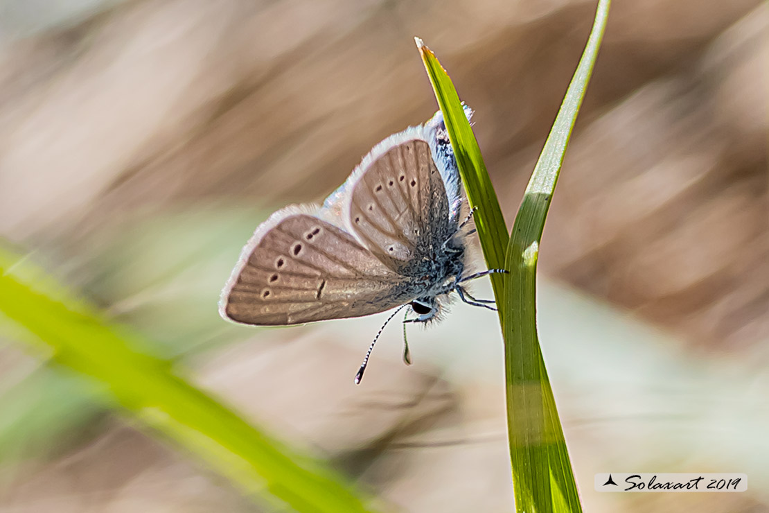 Cupido minimus   (maschio)  