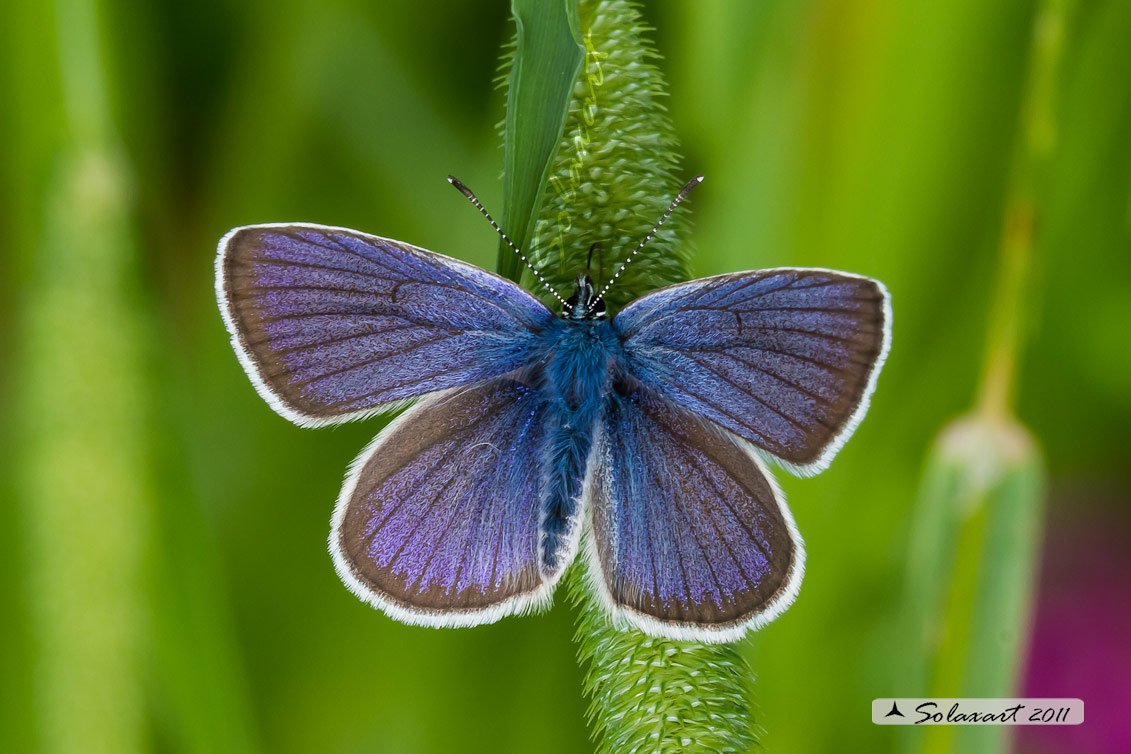 Cupido minimus   (maschio)  