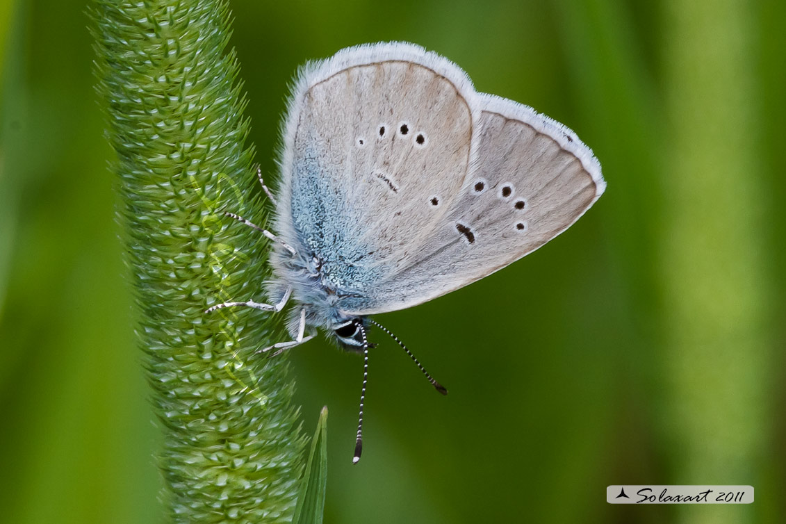 Cupido minimus   (maschio)  